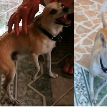 cartel de perro perdido