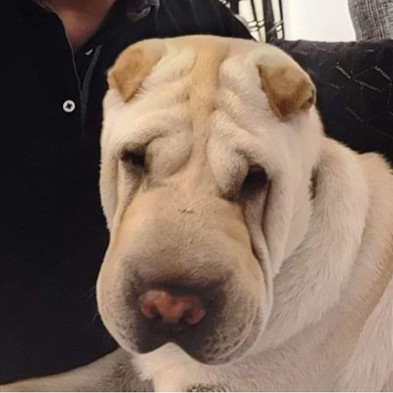 cartel de perro perdido