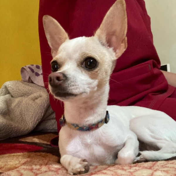 cartel de perro perdido