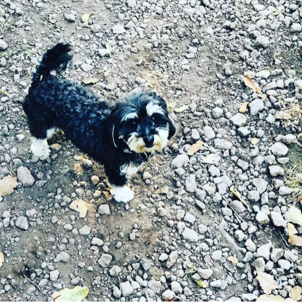 cartel de perro perdido