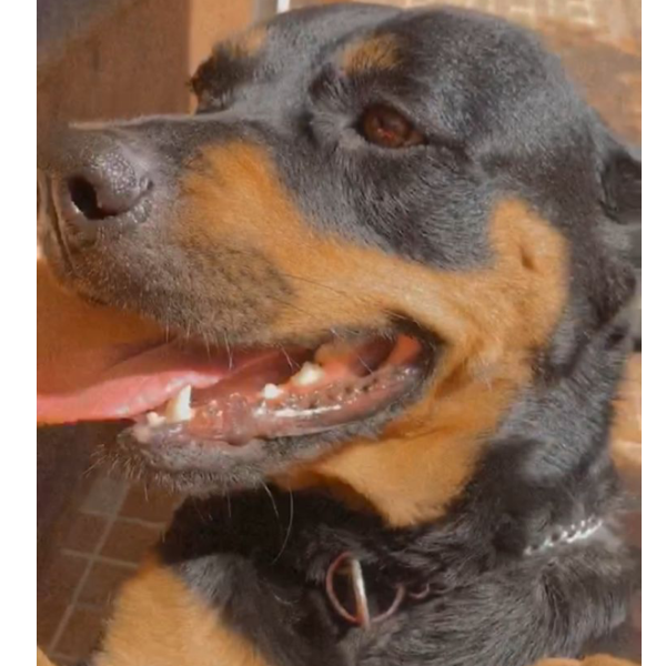 cartel de perro perdido