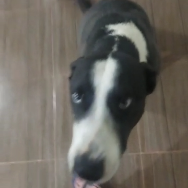 cartel de perro perdido