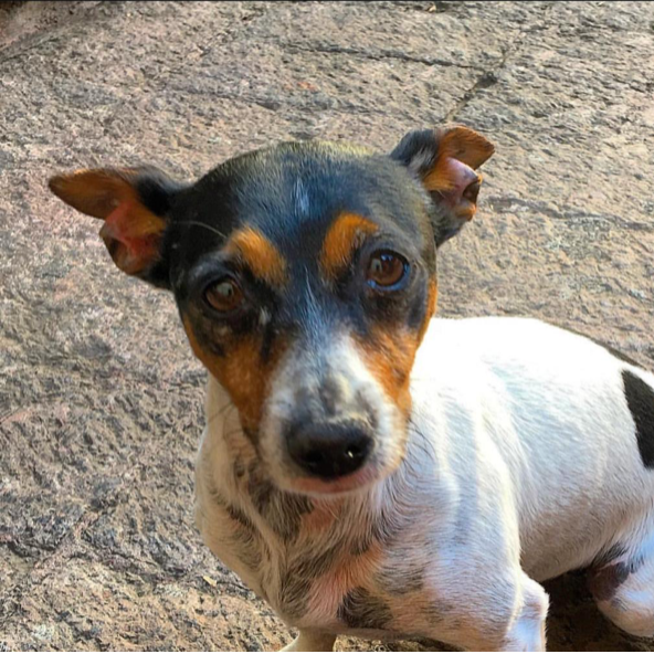 cartel de perro perdido