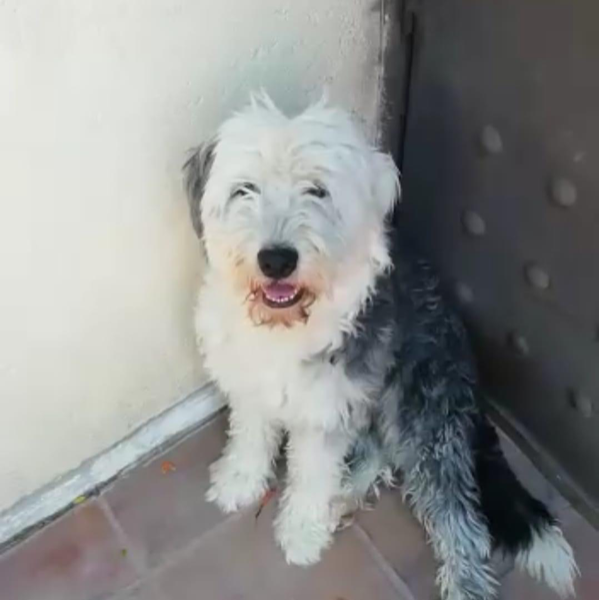 cartel de perro perdido