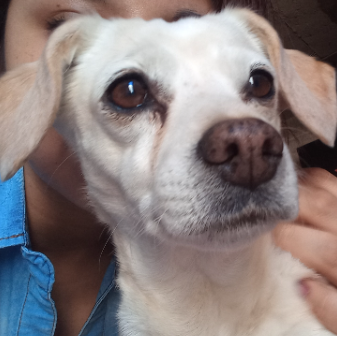 cartel de perro perdido