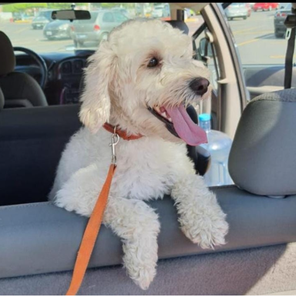 cartel de perro perdido