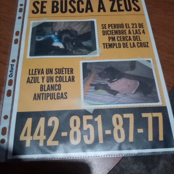 cartel de perro perdido