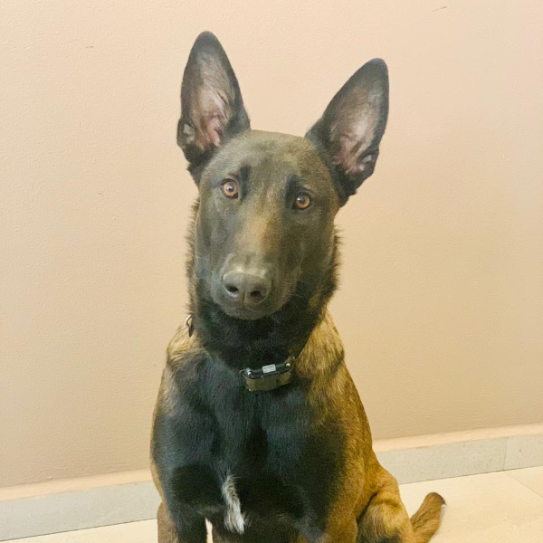 cartel de perro perdido