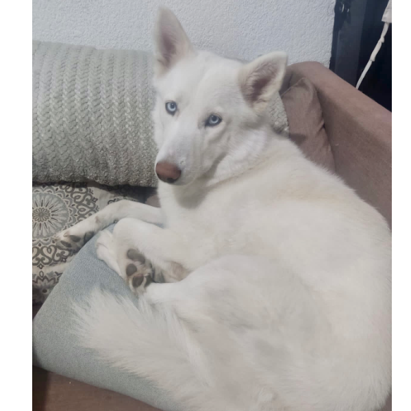 cartel de perro perdido