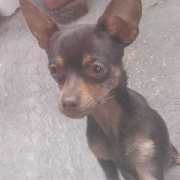 cartel de perro perdido