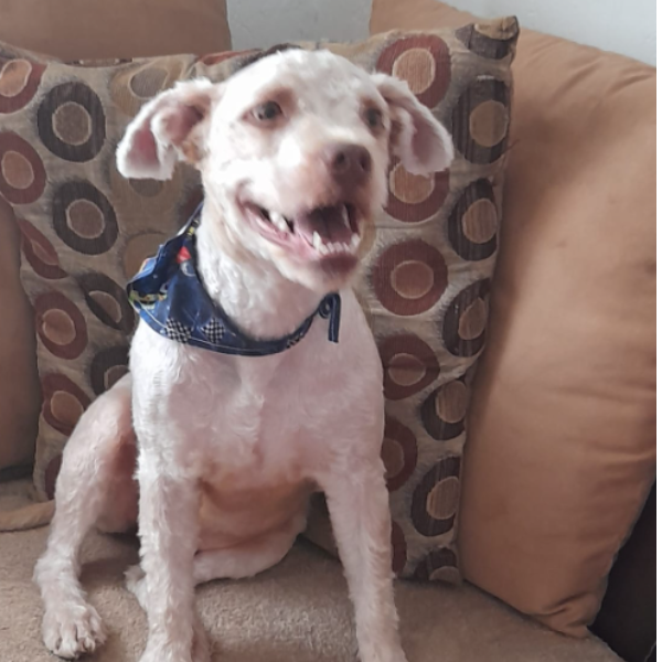 cartel de perro perdido