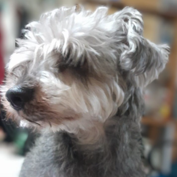 cartel de perro perdido