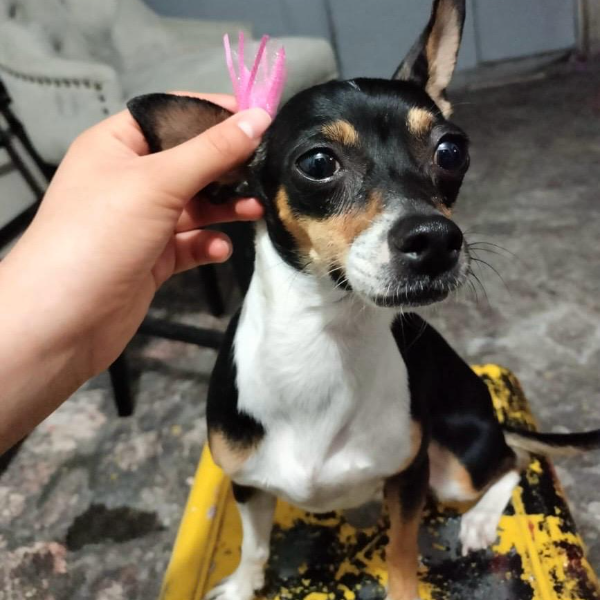 cartel de perro perdido