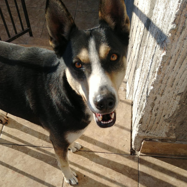 cartel de perro perdido