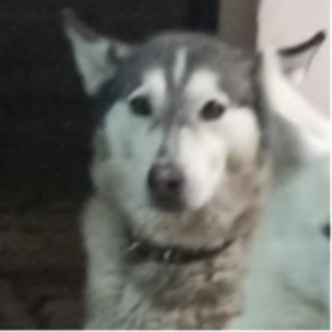 cartel de perro perdido