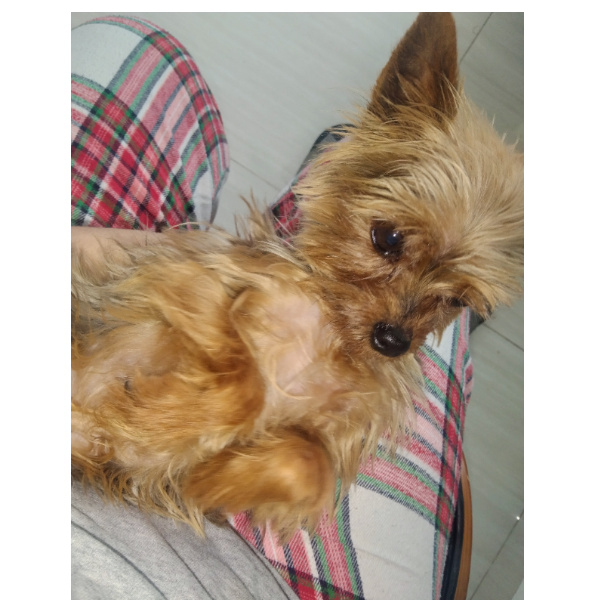 cartel de perro perdido