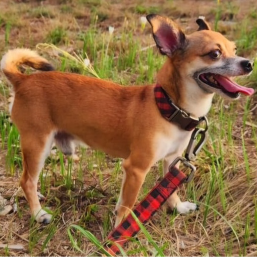 cartel de perro perdido