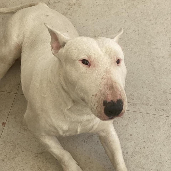 cartel de perro perdido