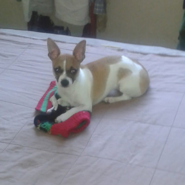 cartel de perro perdido