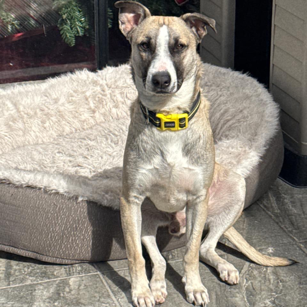 cartel de perro perdido