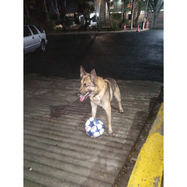 cartel de perro perdido