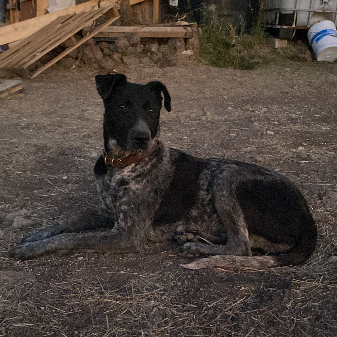 cartel de perro perdido