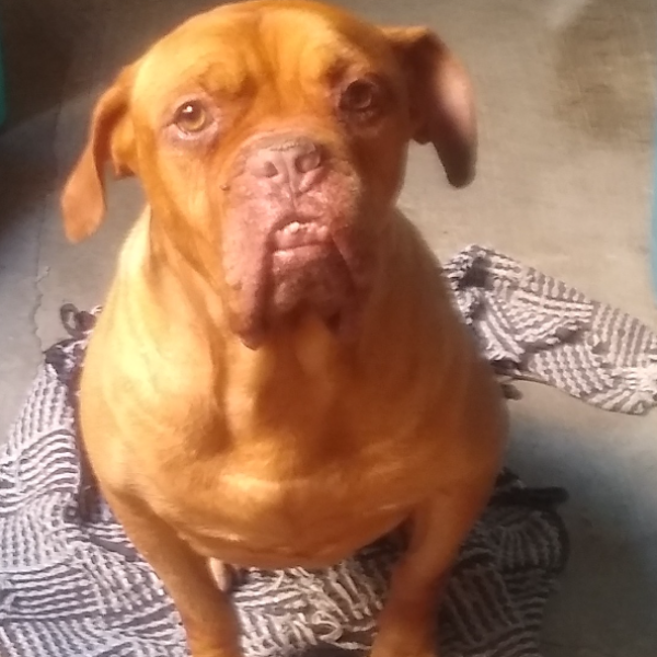 cartel de perro perdido