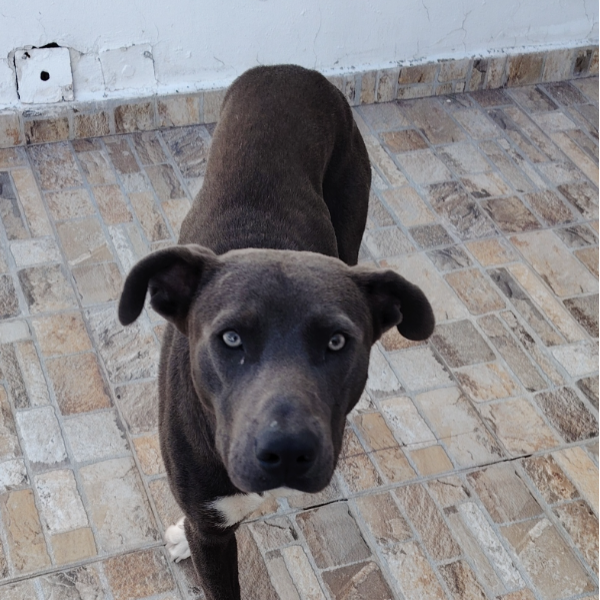 cartel de perro perdido