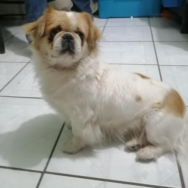 cartel de perro perdido