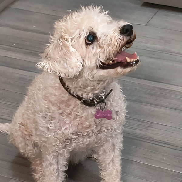 cartel de perro perdido