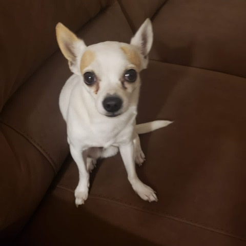 cartel de perro perdido