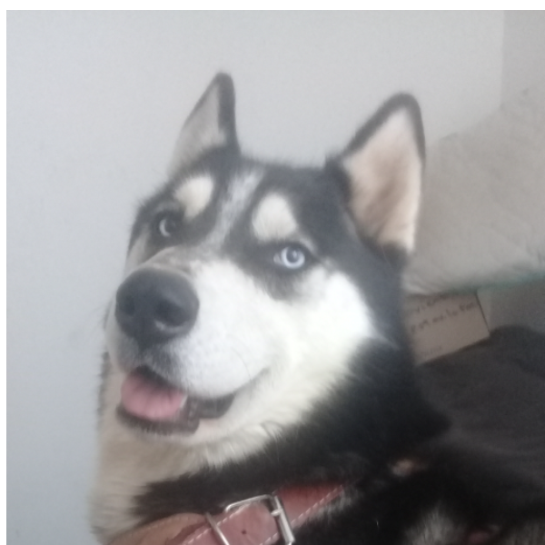 cartel de perro perdido