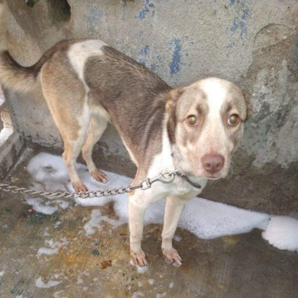 cartel de perro perdido