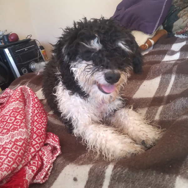 cartel de perro perdido