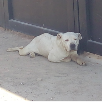 cartel de perro perdido