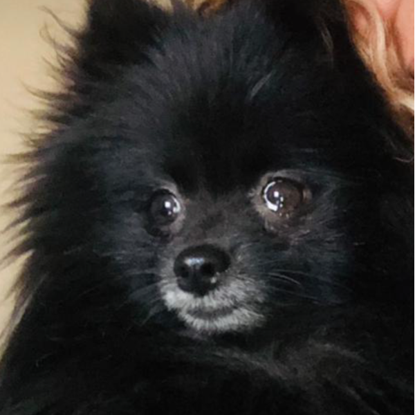 cartel de perro perdido