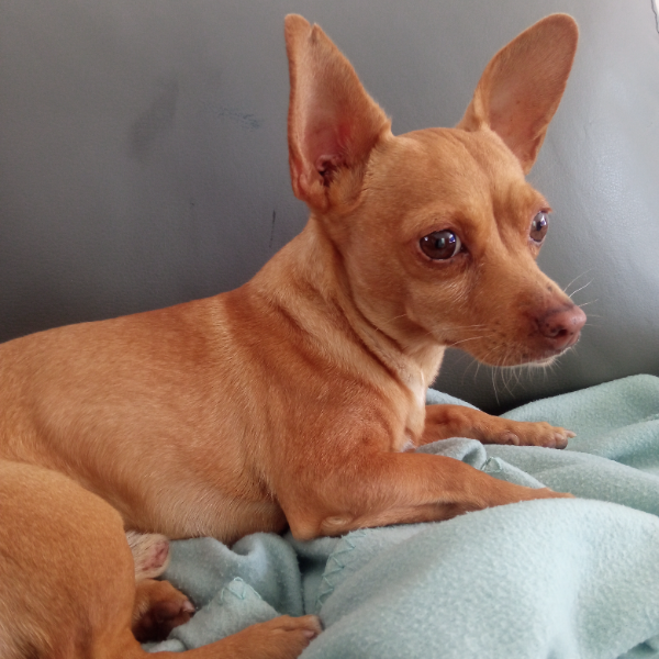 cartel de perro perdido