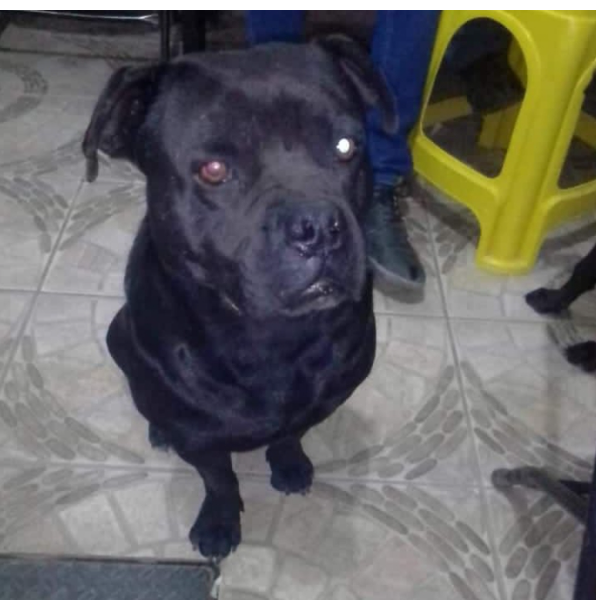 cartel de perro perdido