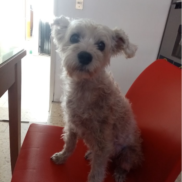 cartel de perro perdido