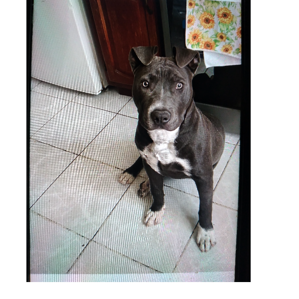 cartel de perro perdido