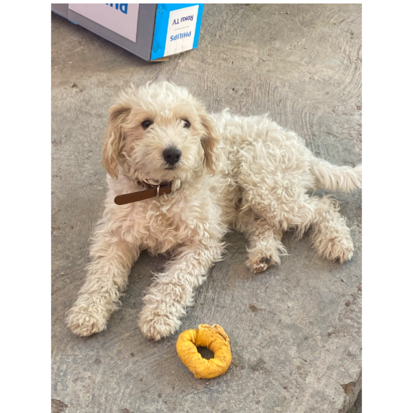 cartel de perro perdido