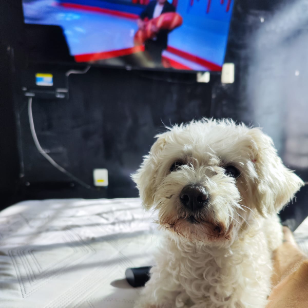 cartel de perro perdido