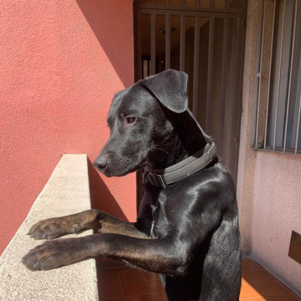 cartel de perro perdido