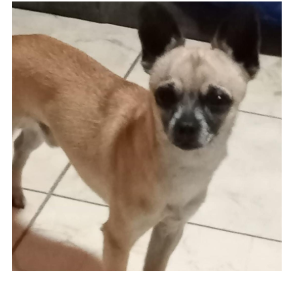 cartel de perro perdido