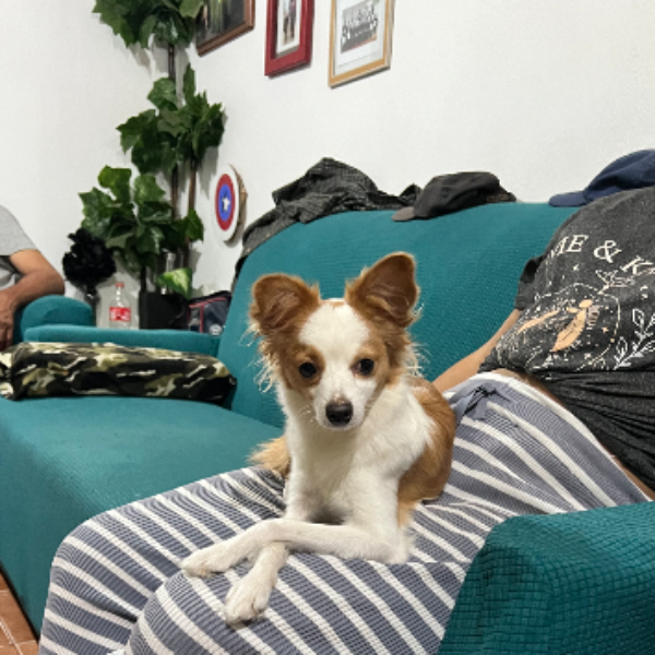 cartel de perro perdido