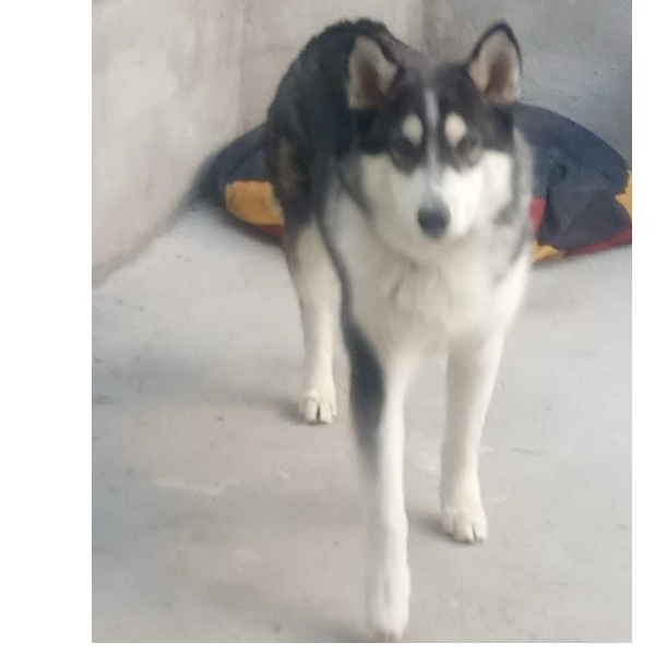 cartel de perro perdido