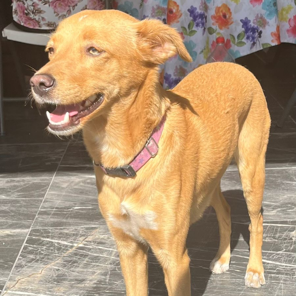 cartel de perro perdido