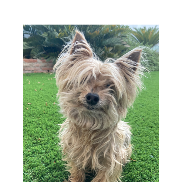 cartel de perro perdido