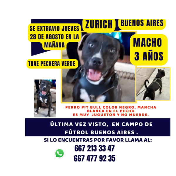 cartel de perro perdido