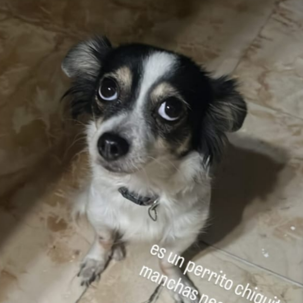 cartel de perro perdido